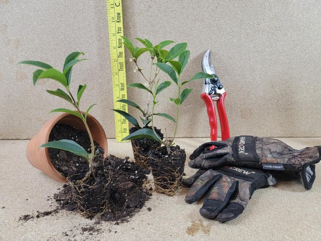 Fragrant Tea Olive Osmanthus Starter Plant G6565