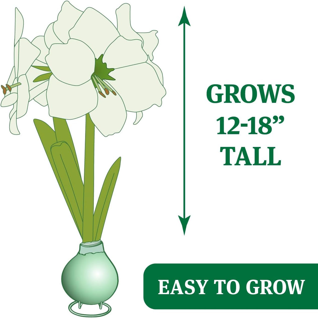 Waxed Amaryllis Bulb with Stand, No Water Needed Z259