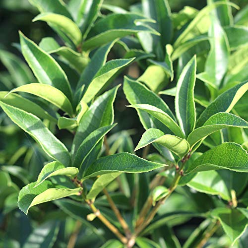 Tea Olive Live Plant, 3 Gallon F67476