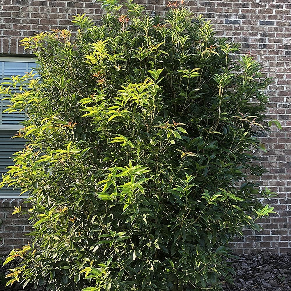 White Blooms Osmanthus Shrub, 2.25 Gal Z752