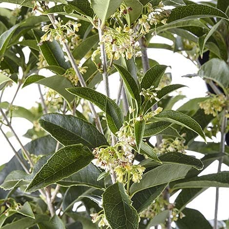 Fragrant Tea Olive Shrub, 3 Gallon Plants, Osmanthus Fragrans J1092