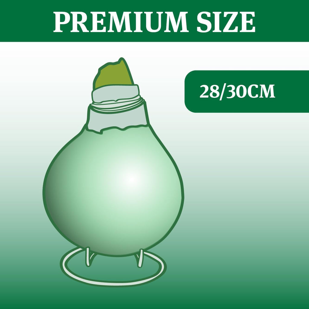 Waxed Amaryllis Bulb with Stand, No Water Needed Z259