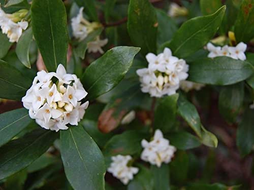 Fragrant Tea Olive Shrub, 3 Gallon Plants, Osmanthus Fragrans J1092