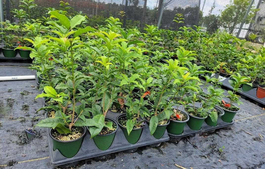 Fragrant Tea Olive Live Plant (1 QT) F11441