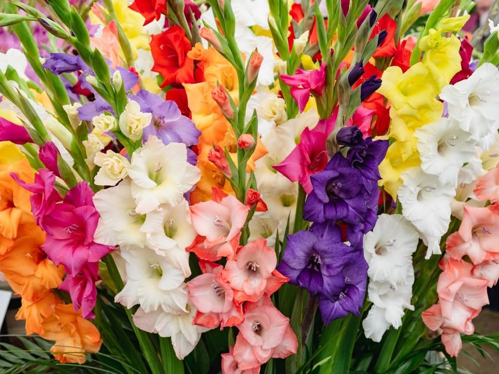 Mixed Gladiolus Flower Bulbs - 20 Bulbs Assorted Colors