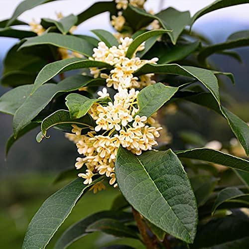 Fragrant Tea Olive Shrub, 3 Gallon Plants, Osmanthus Fragrans J1092