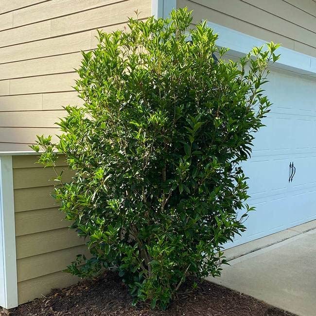 Fragrant Tea Olive Shrub, 3 Gallon Plants, Osmanthus Fragrans J1092