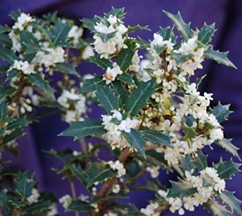 New Life Nursery & Garden / - Red Flowering Fragrant Tea Olive (osmanthus), Quart Pot,