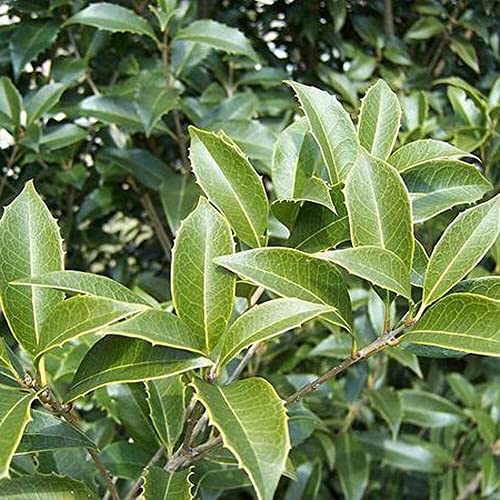 Fragrant Tea Olive Shrub, 3 Gallon Plants, Osmanthus Fragrans J1092
