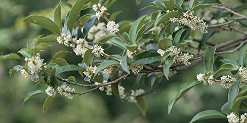 Fragrant Tea Olive Shrub, 3 Gallon Plants, Osmanthus Fragrans J1092
