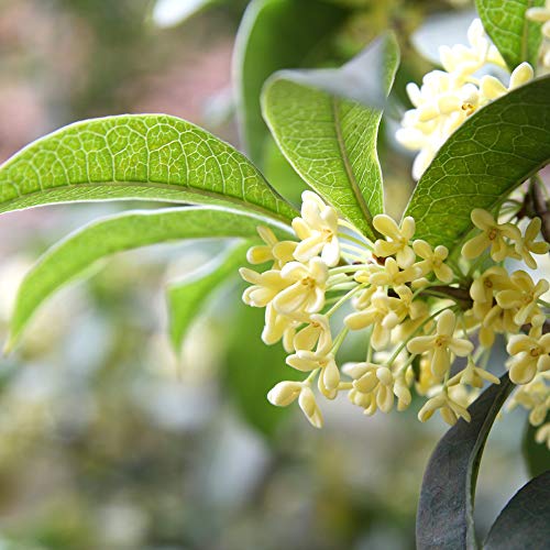 Tea Olive Live Plant, 3 Gallon F67476