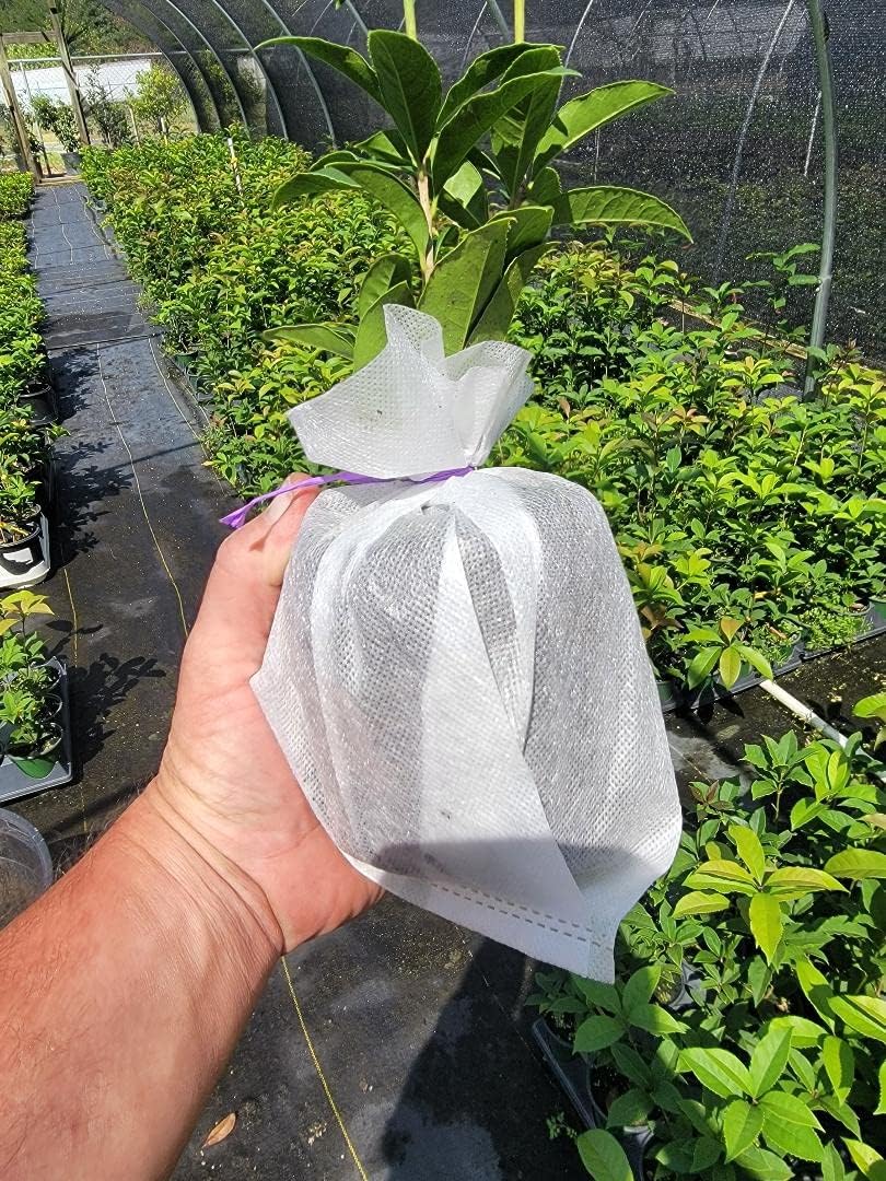 Fragrant Tea Olive Live Plant (1 QT) F11441