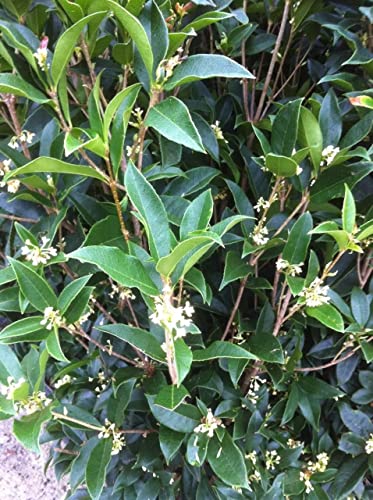 Fragrant Tea Olive Shrub, 3 Gallon Plants, Osmanthus Fragrans J1092