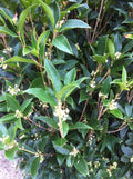 Tea Olive (Osmanthus fragrans) - White Flowering