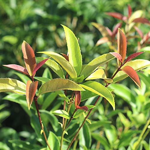 Tea Olive Live Plant, 3 Gallon F67476