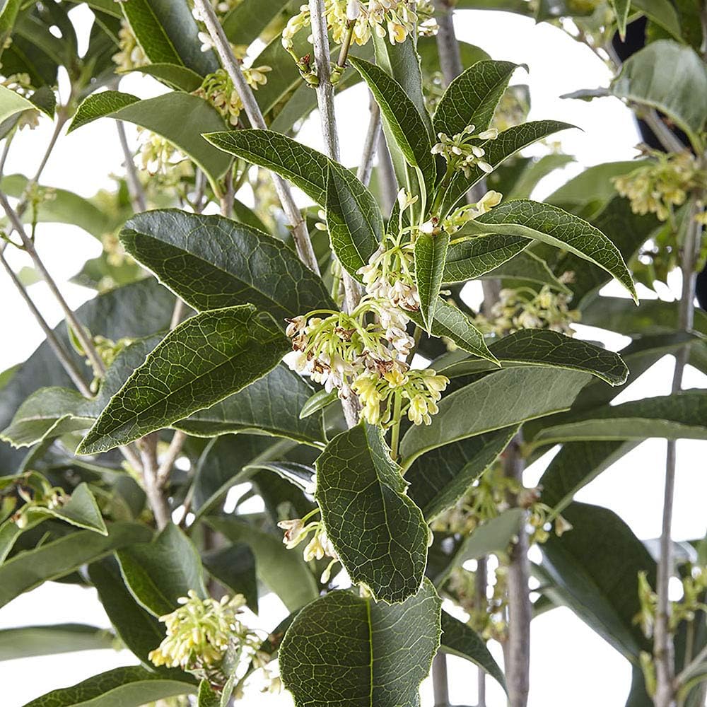 White Blooms Osmanthus Shrub, 2.25 Gal Z752