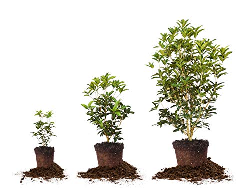 Tea Olive Live Plant, 3 Gallon F67476