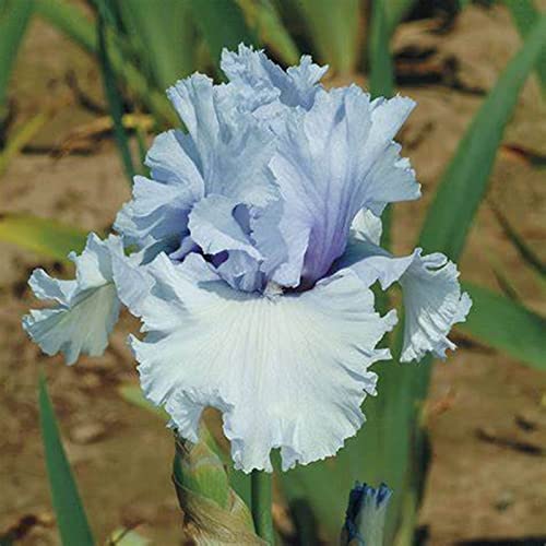 Iris Bulbs, Bearded Iris Bulbs, The First Choice for Gardening Enthusiasts. Cold and Drought Tolerant, Easy for Gardeners to Plant and Has Strong Vitality. Iris Tubers to Grow. -15 Bulbs-I