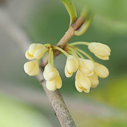 Tea Olive Live Plant, 3 Gallon F67476