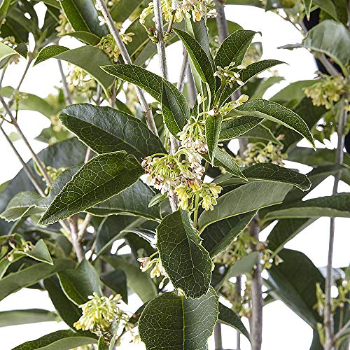 Tea Olive Osmanthus 2.25 Gal. Q7080