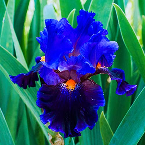 Iris Bulbs, Has Strong Rhizomes. Bearded Iris Bulbs for Planting, Simply Beautiful Flowering Perennial, is Drought,Good Drainage to Promote Vigorous Growth, Iris is Cold-Resistant,-8bulbs-k