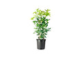 Fragrant Tea Olive Shrub | 2 Extra Large 3 Gallon Plants | Osmanthus Fragrans Blooming Specimen