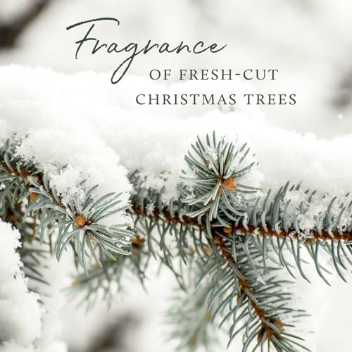 Pine Needle Frasier Fir Scented Candle, 16 Oz Y60263
