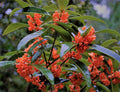Red Flowering Fragrant Tea Olive (Osmanthus) - Live Plant - 2 Gallon Pot