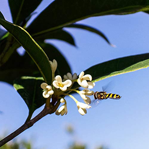 Tea Olive Live Plant, 3 Gallon F67476