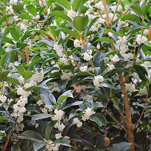 Fragrant Tea Olive Shrub, 3 Gallon Plants, Osmanthus Fragrans J1092