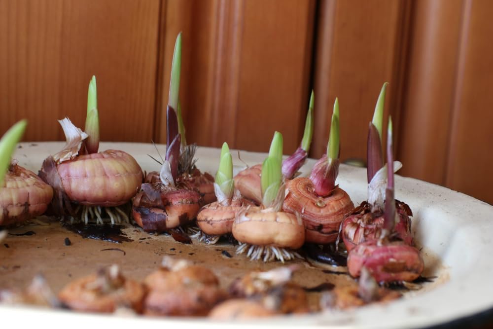 Mixed Gladiolus Flower Bulbs - 20 Bulbs Assorted Colors H339625
